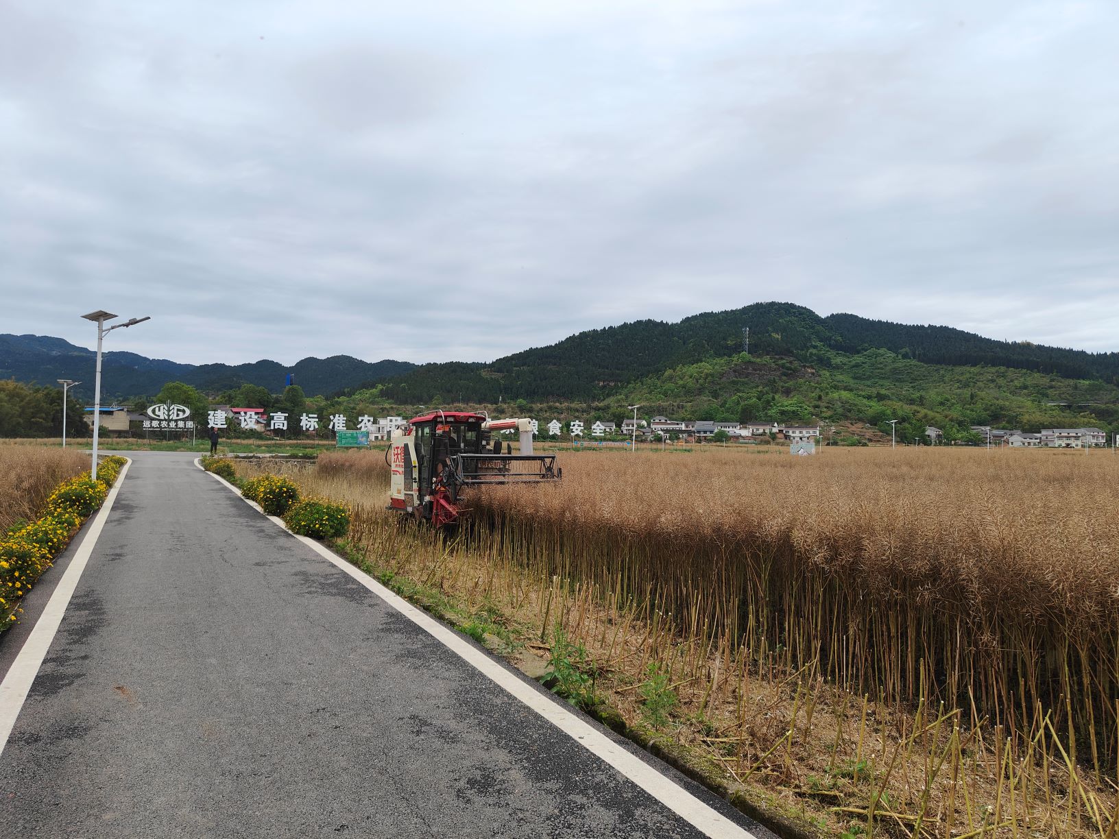 糧油園區油菜機械化收割