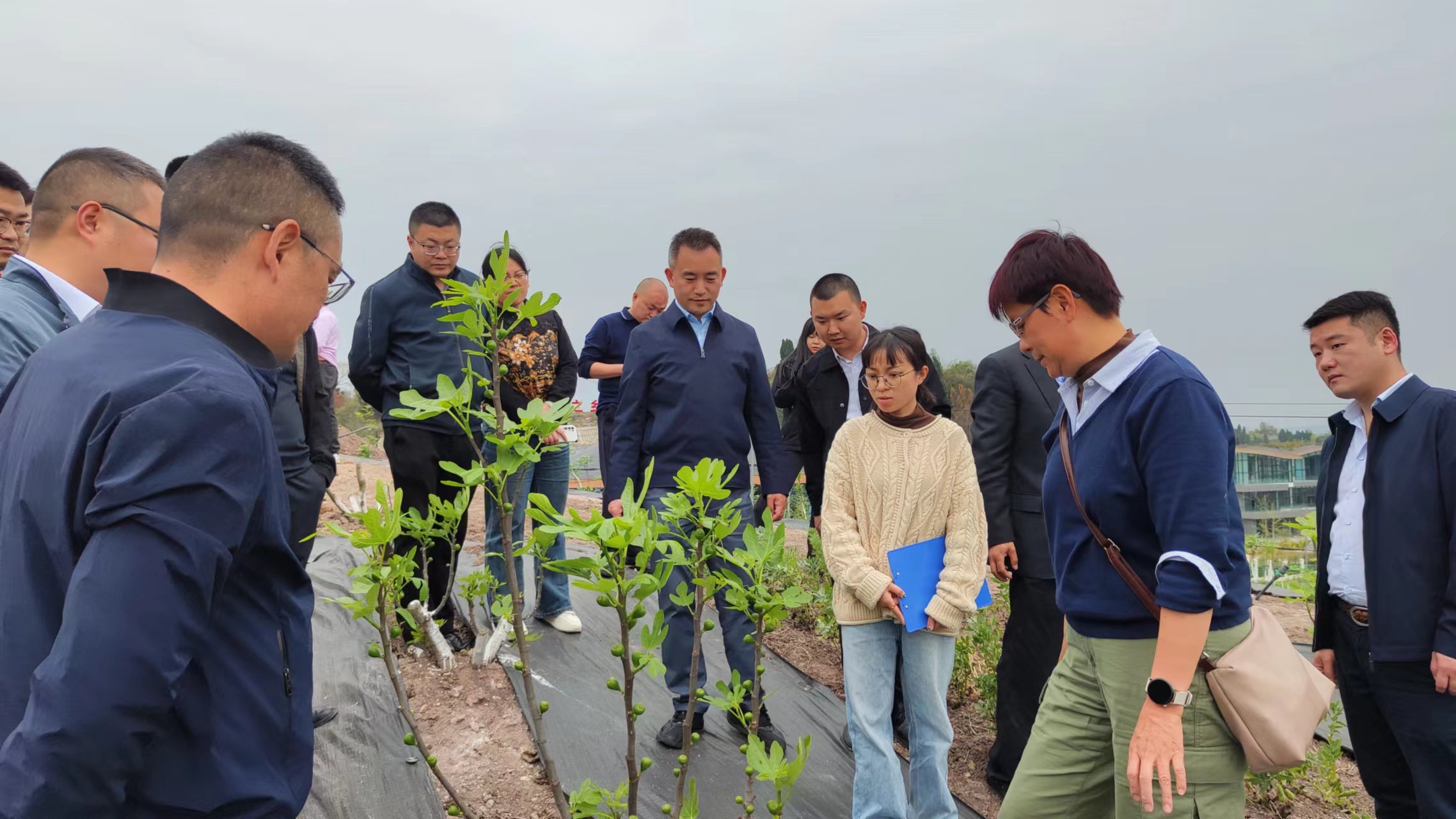 中國農業大學馬會勤教授在無花果航天育種基地指導無花果航天育種、新品種培育工作